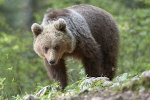 Ours brun<br>NIKON D4, 500 mm, 7200 ISO,  1/500 sec,  f : 5.6 